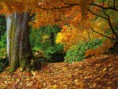 /album/photogallery/autumn-forest-wallpapers-jpg/