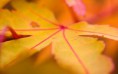 /album/photogallery/autumn-leaf-wallpapers-3974-1440x900-jpg/